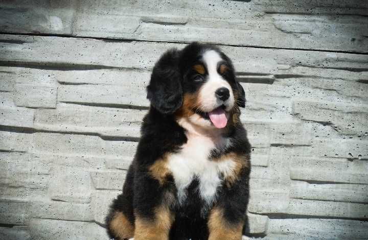 Bouvier Bernois disponível