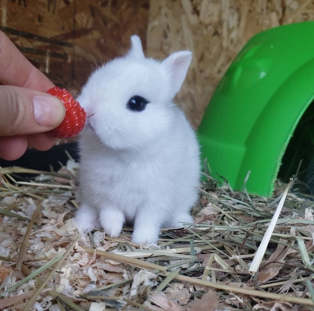 Coelhos anões mini holandês e minitoy super meigos, KIT completo