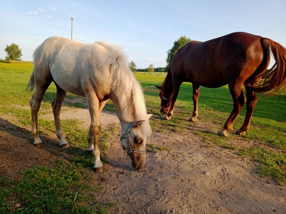 Izabelowata klacz 1/2 AQH