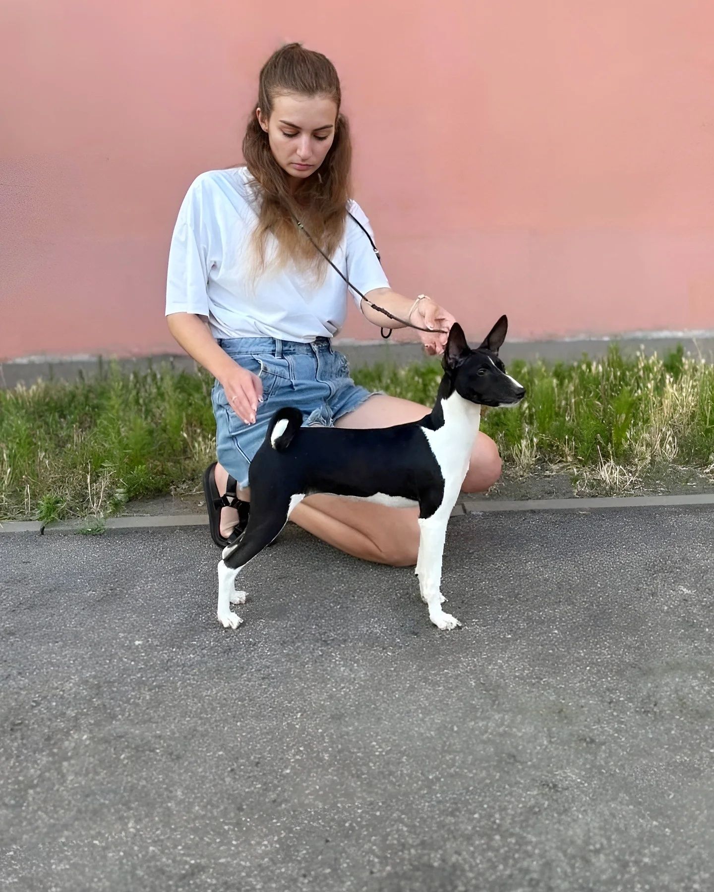 Щенок басенджи шоу класса девочка
