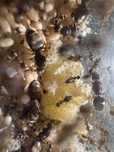 Mrówki Lasius neglectus 18 królowych + 500 robitnic
