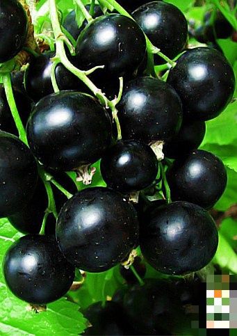 Саджанці смородини краса Львова, також малини ремонтантної і смородини