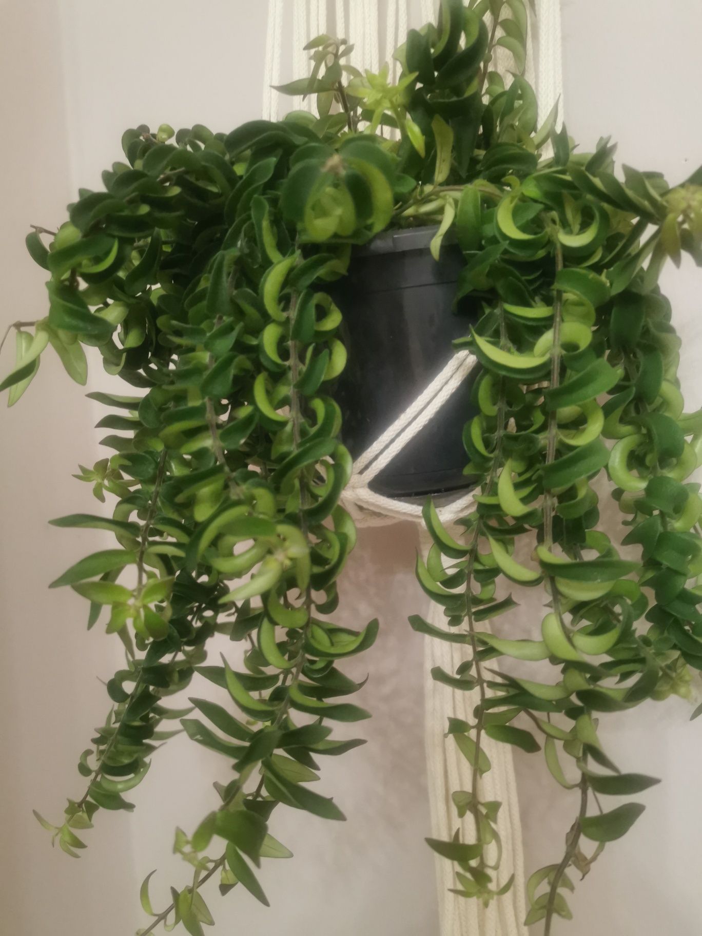 Kwietnik makrama Boho