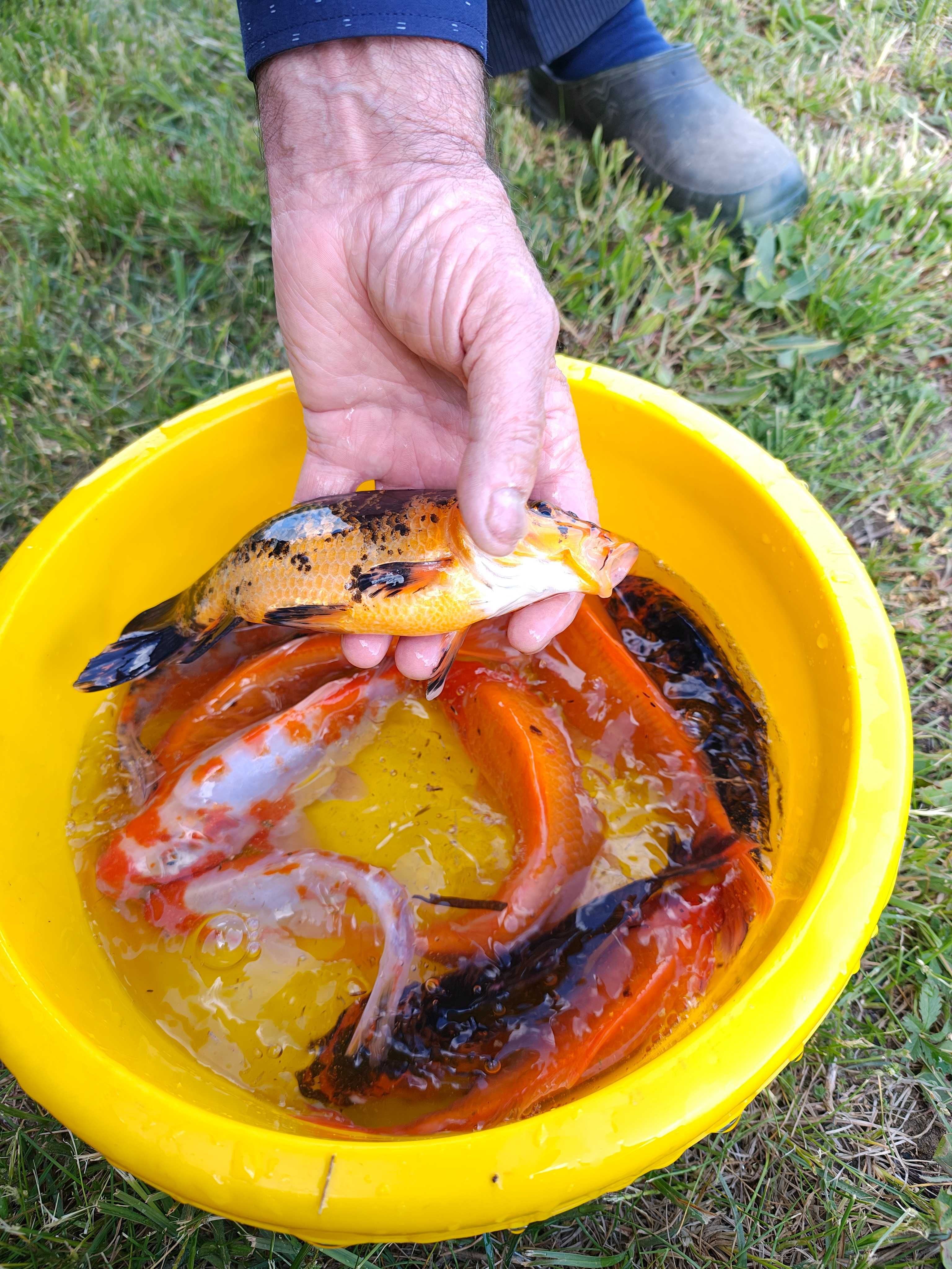 Karp Koi Pięknie ubarwiony wielkość 12-18 cm