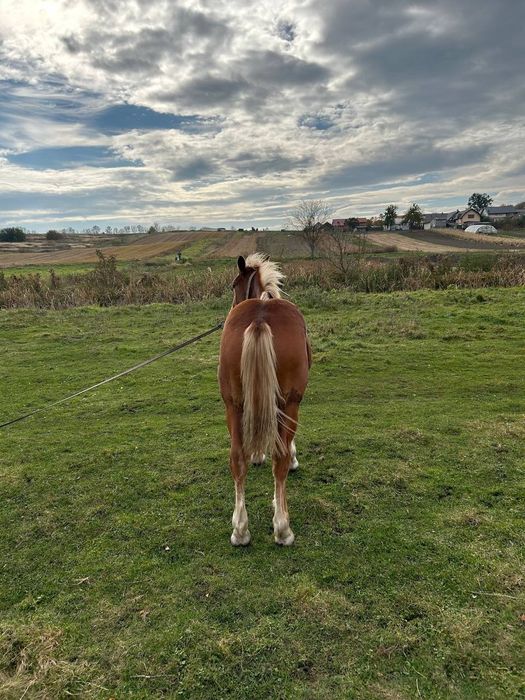 Продам лоша,7 місяців