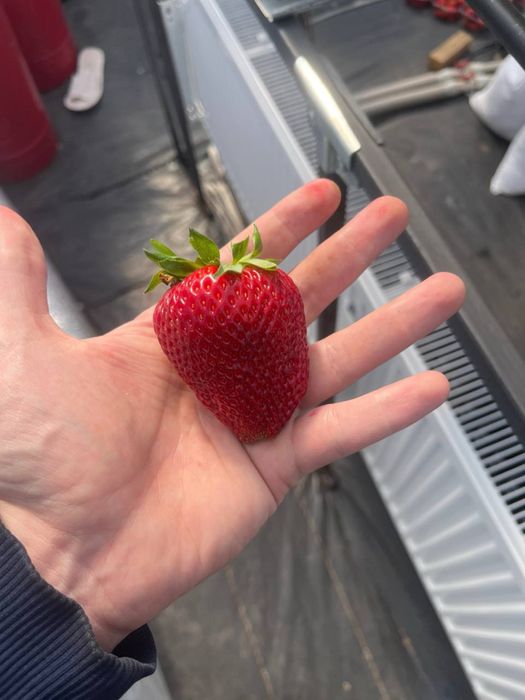 Технологічне тепличне господарство