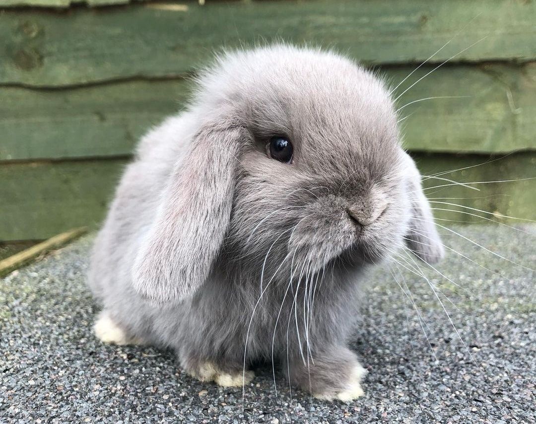 KIT Coelhos anões orelhudos, mini lop adoráveis e super inteligentes