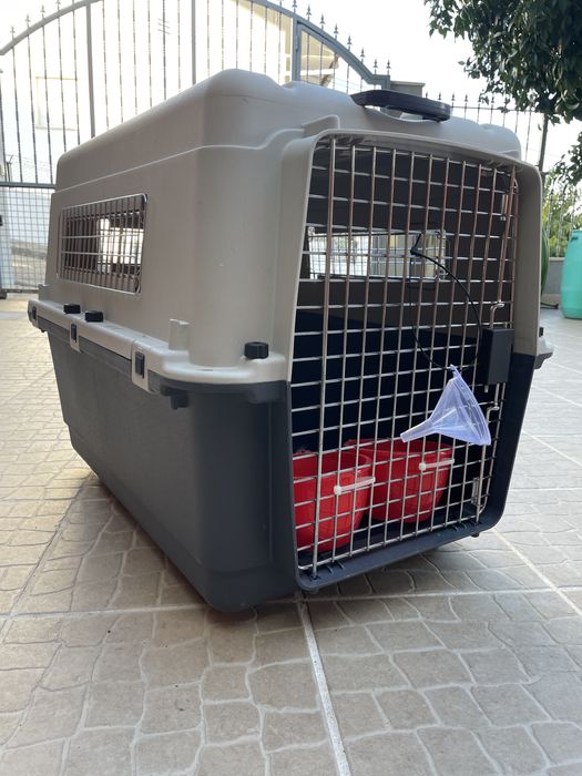 Caixa de transporte de caēs de grande porte