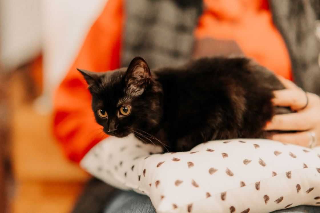 Grzeczna, spokojna i cicha kotka Puma szuka kochającego domu