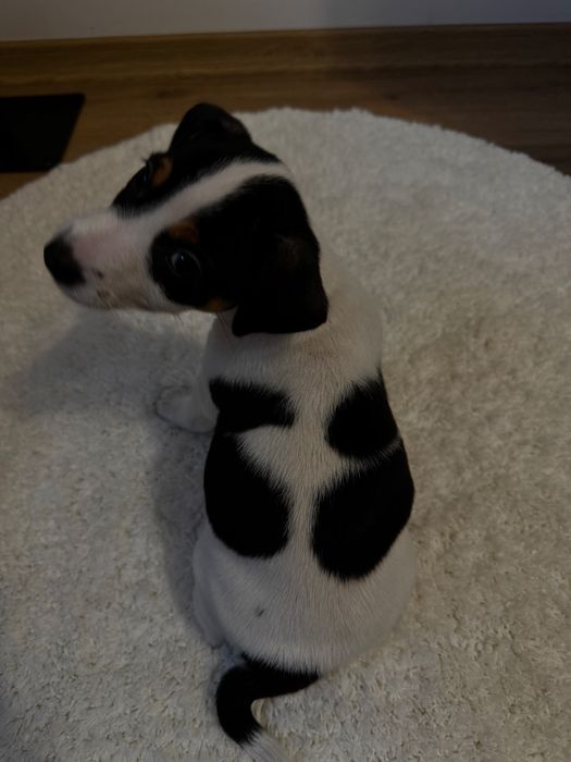 Готуються до продажу цуценята Джек рассела