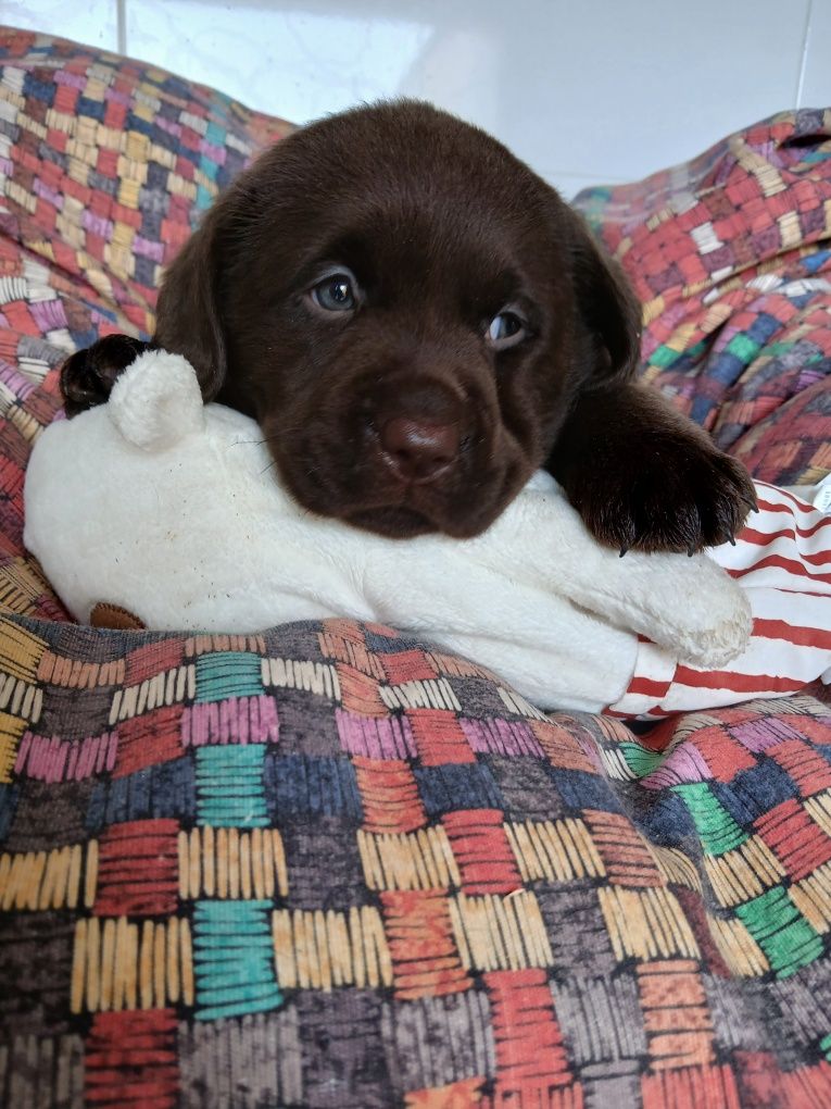Labrador Retriever chocolate