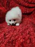Spitz anão lulu da Pomerânia, fantástico