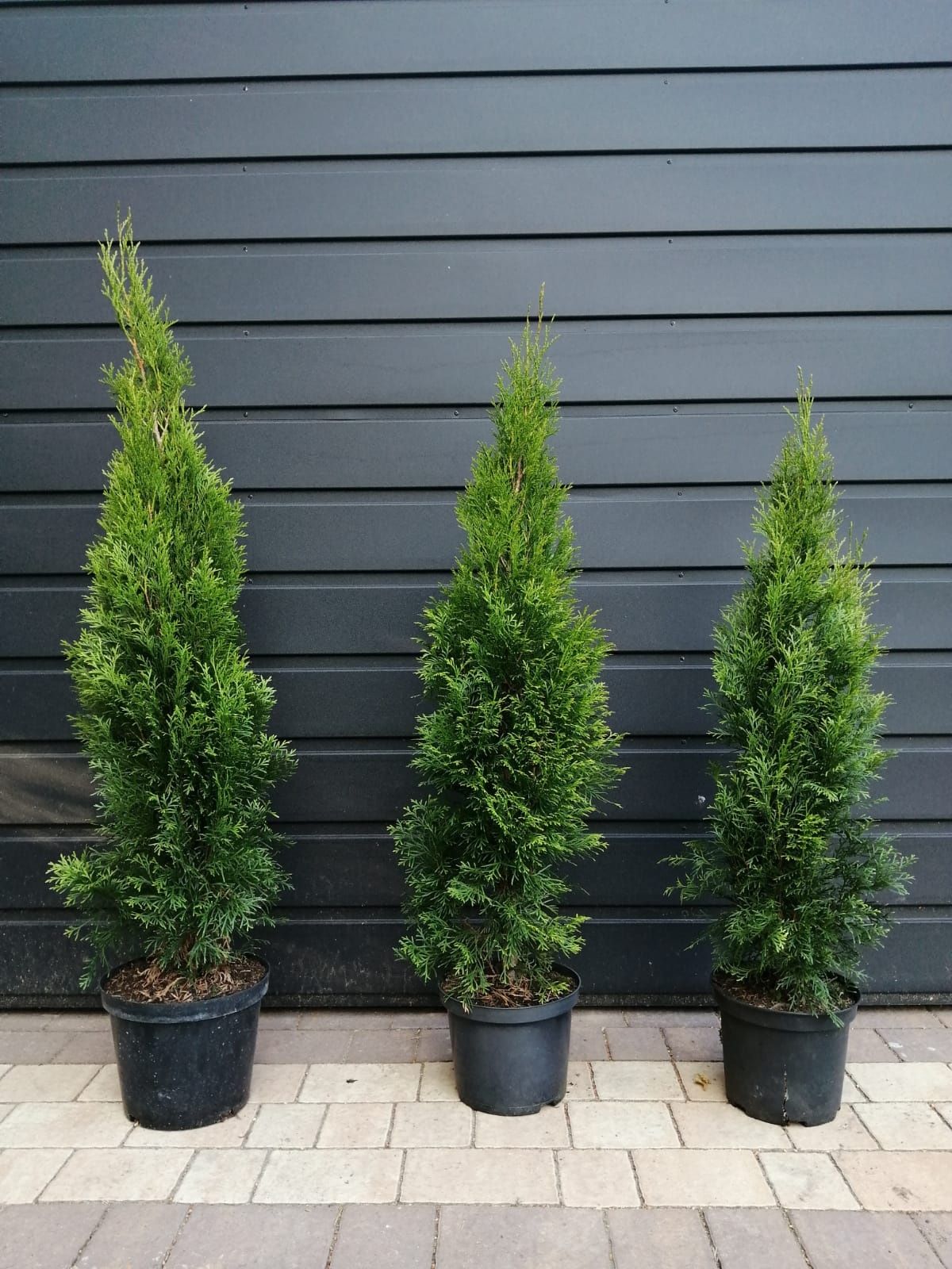 Tuja Thuja Szmaragd 60-70cm!