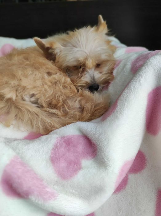 Yorkshire terrier golddust
