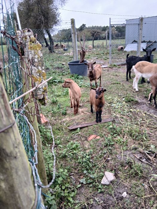 Cabras e cabritos
