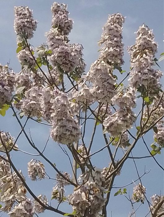 Насіння Павловнії уп. 1000шт, Семена Павловнии Войлочна розпродаж