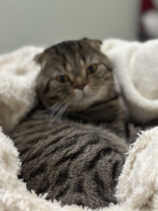 Прекрастный  умный и добрый кот ишет кошечку для вязки.