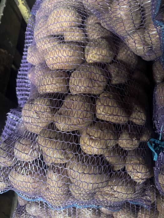 Картопля гранада белароса  мелоді опт