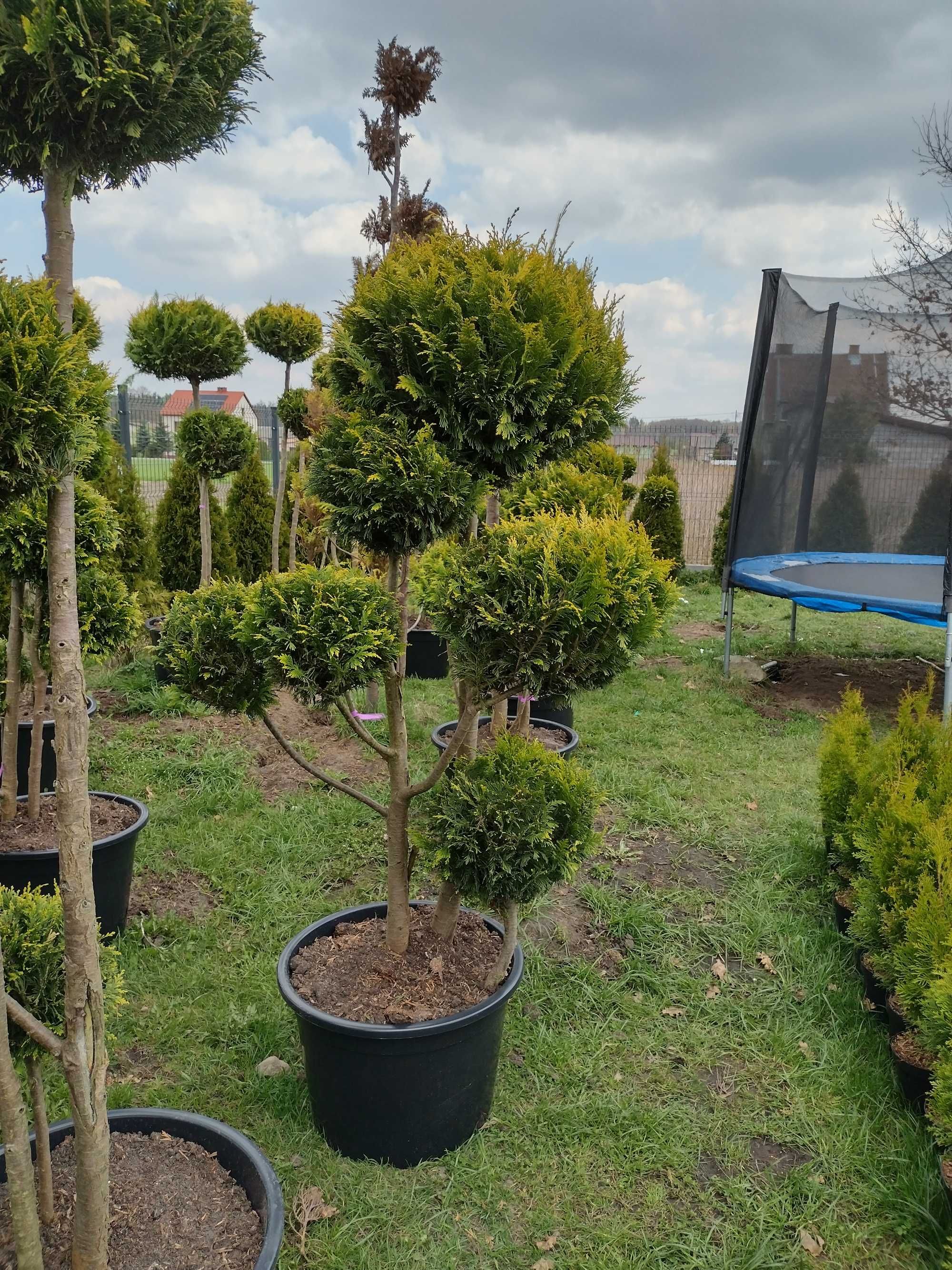Cyprys bonsai 160-300cm (katalpa,klon,laurowiśnia,szmaragd,brabant)