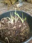 Juka yucca ogrodowa
