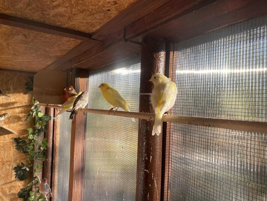 Sprzedam parkę kanarków