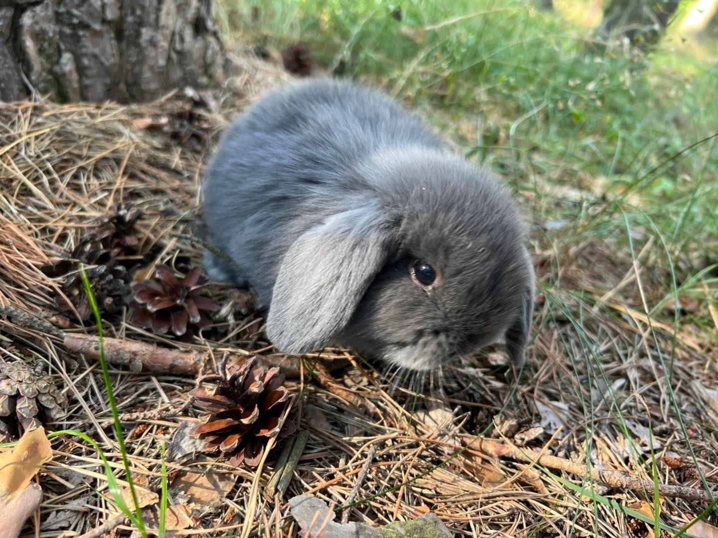 Mini karzełek teddy mini lop angora z hodowli