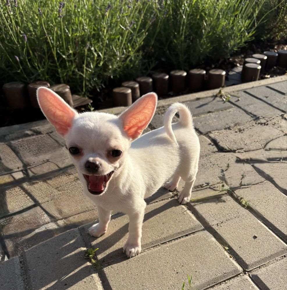 Chihuahua ZKwP ( FCI)