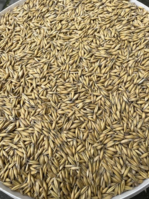 Sprzedam owies Rambo