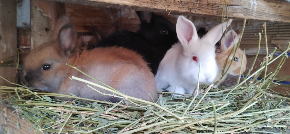 Кролики домашні маленькі