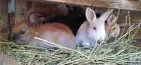 Кролики домашні маленькі