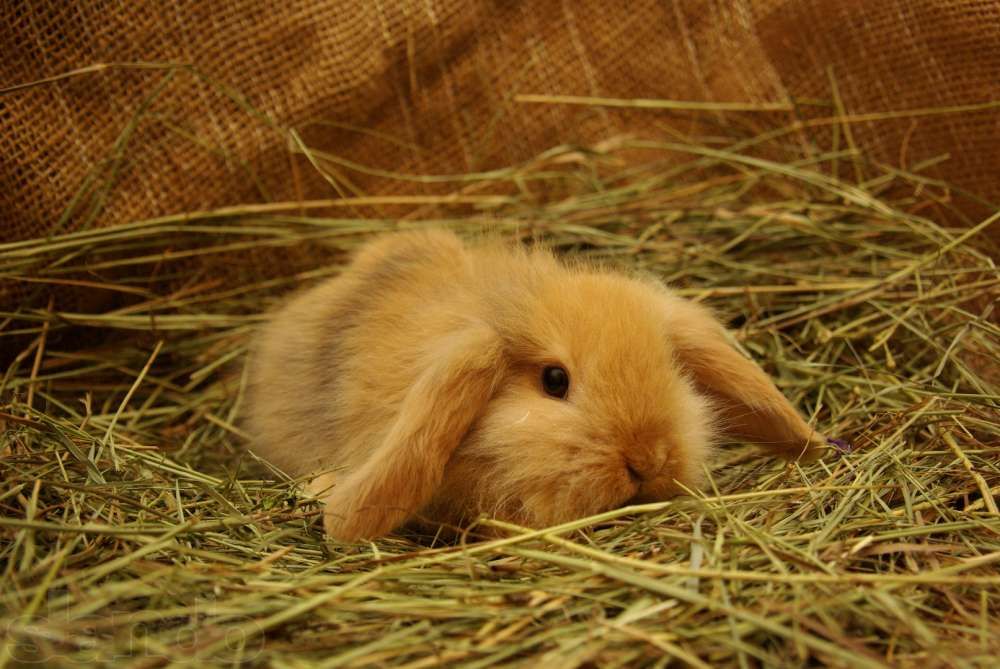 Продаются декоративные кролики вислоухой породы