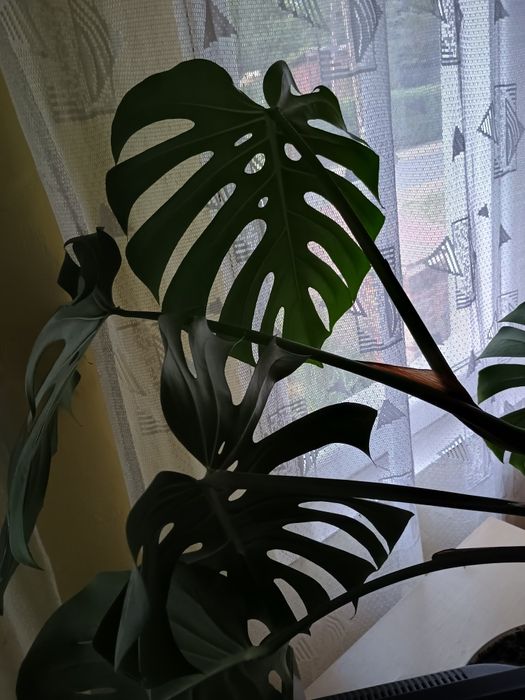 Monstera deliciosa