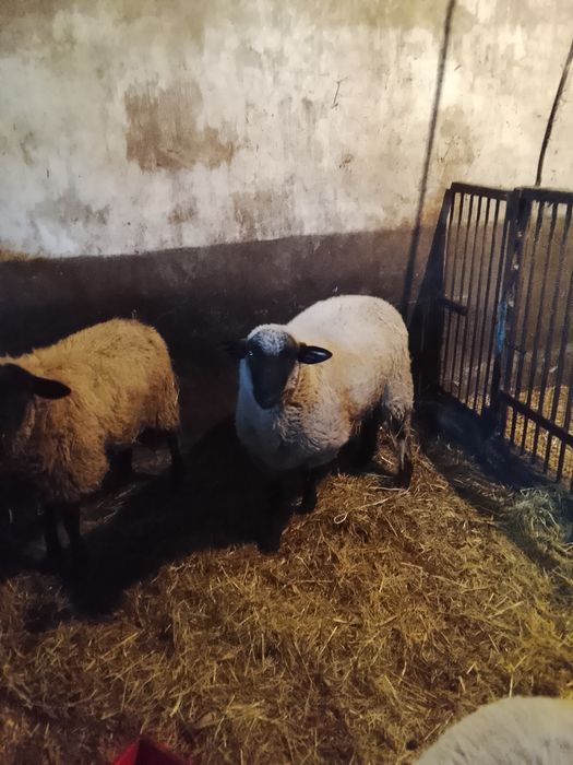 Sprzedam barana czarnogłówke oraz owce