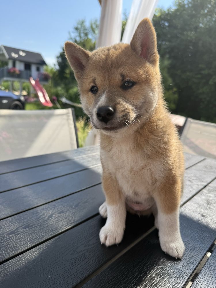 Shiba inu PIES gotowy do odbioru
