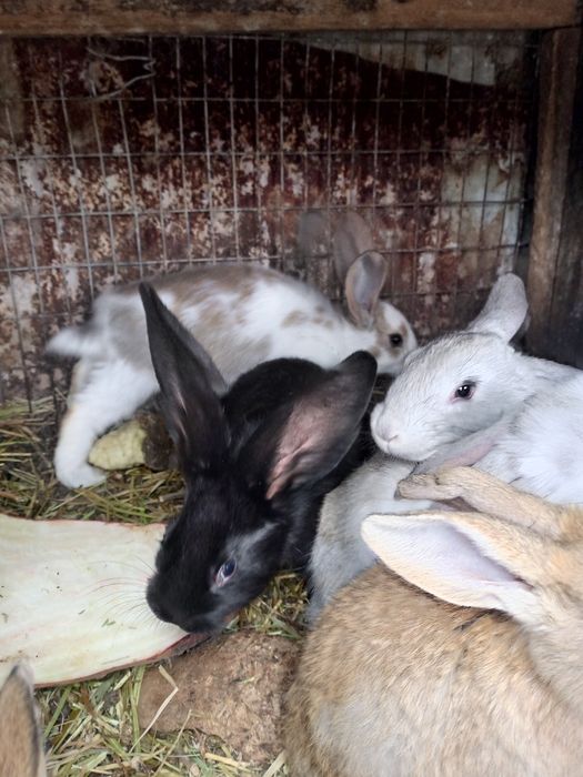 Продам кролі різного віку