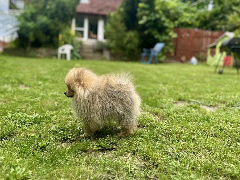 Pomeranian szpic miniaturowy FCI ZKwP