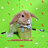 Мини рексобаранчик карликовый кролик гиппоаллергеный