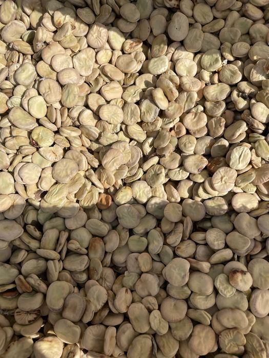 Bób Rambos sprzedam