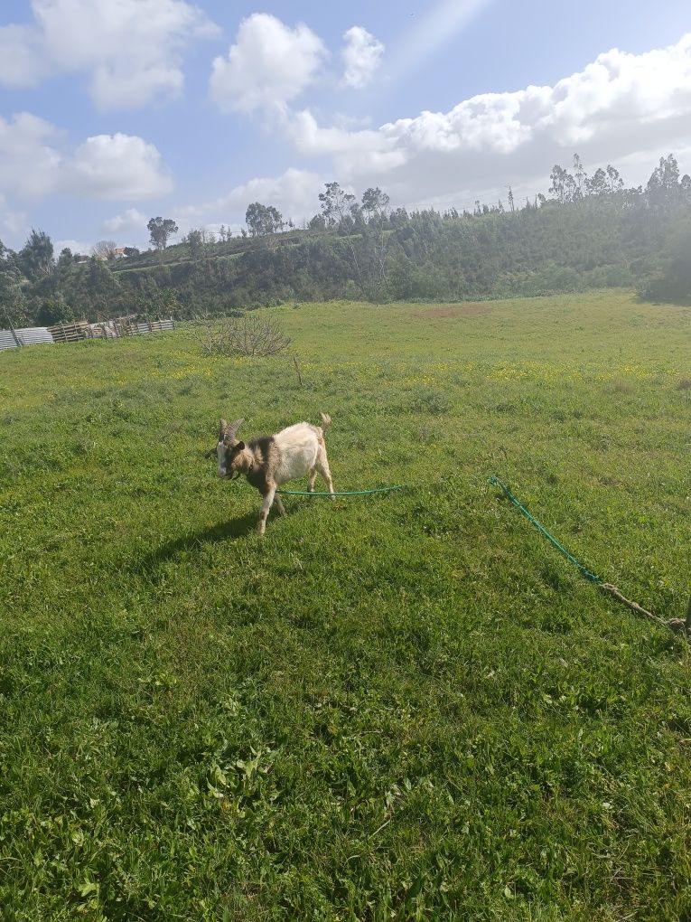 Casal de cabras selvagem