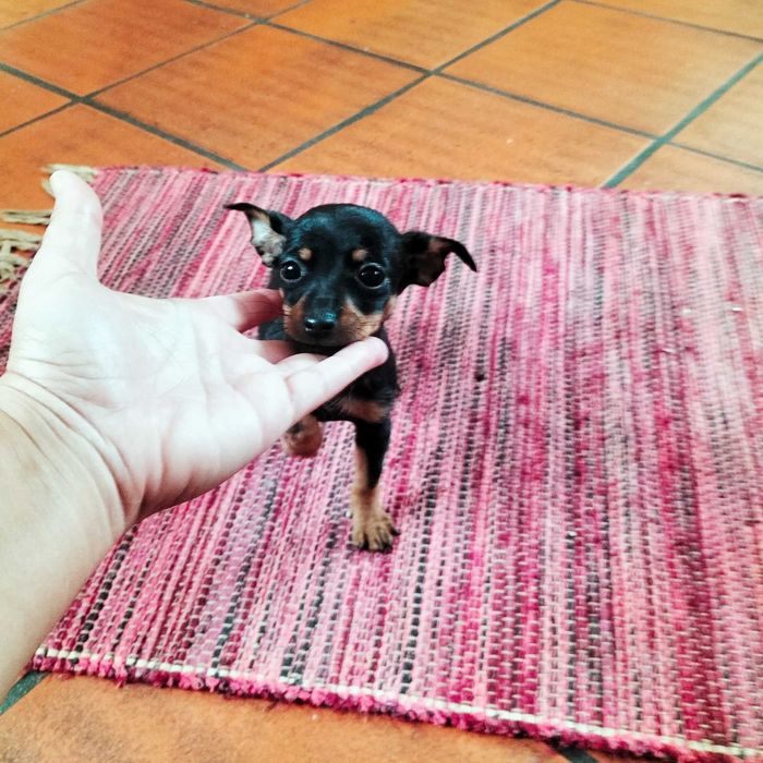 Pinscher fêmea 2 meses