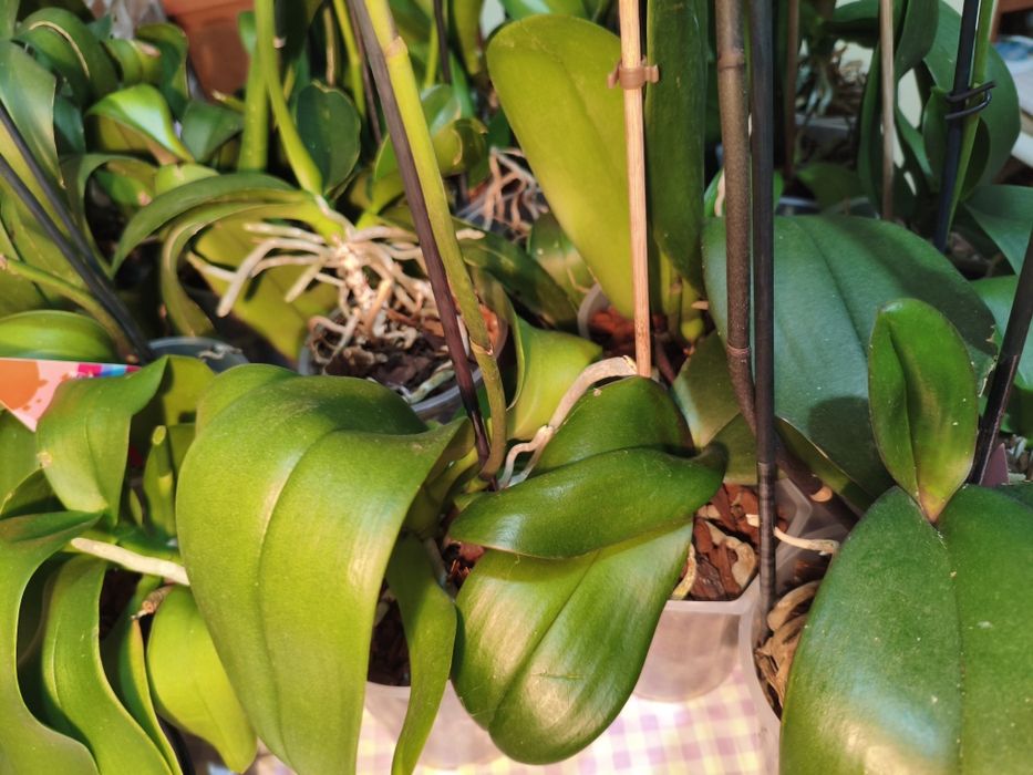 Wyprzedaż kolekcji domowych storczyków – 10 sztuk za 120 zł!