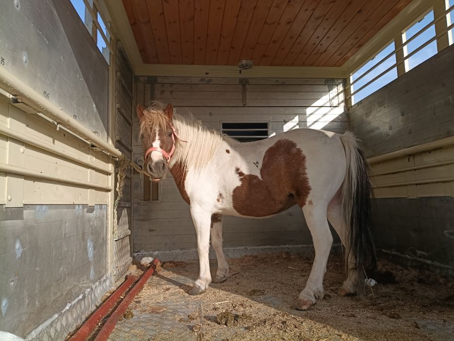 skup bydła krowy byki konie cielęta sprzedaż zamiana maszyn rolniczych