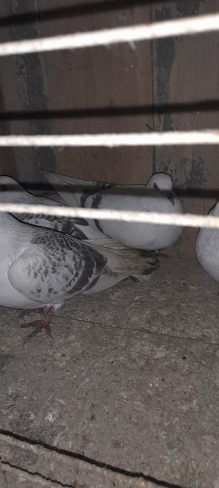 Żałobniki gołebie