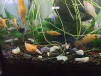 Peixes molly e guppies  de 5mm  e camarão neocardina e buzios