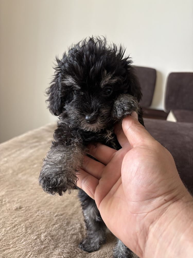 Maltipoo z pieknym wlosem