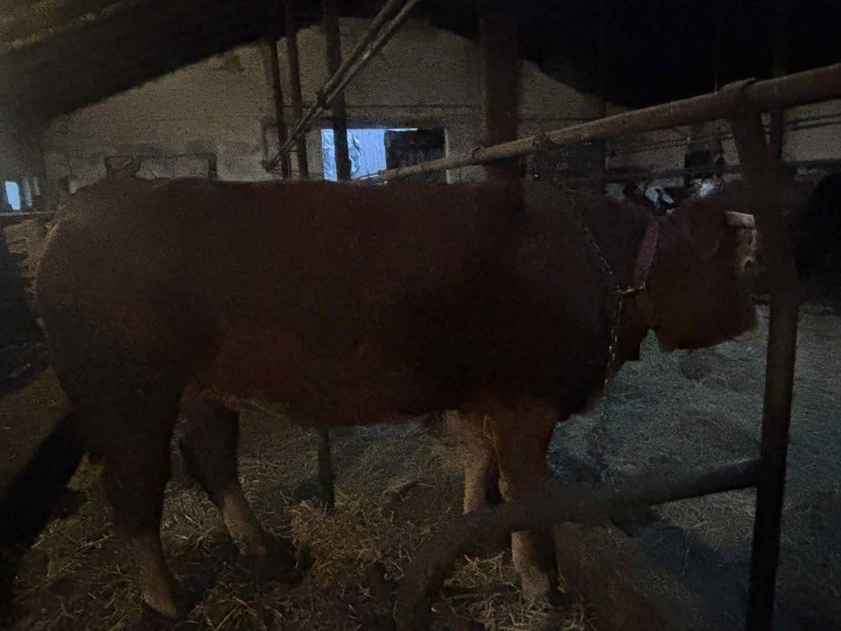 Byk byczek LM 100% Jałówka mięsna lm limousine 100 %