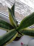 Sansewieria kwiat