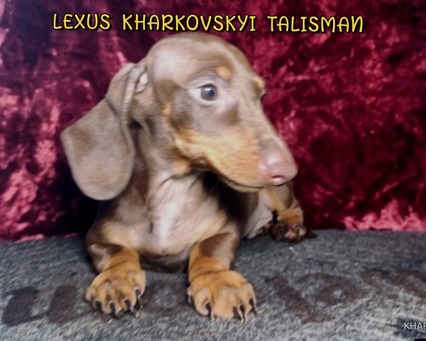 Коричнево-підпалий хлопець кріль з документами КСУ -FCI