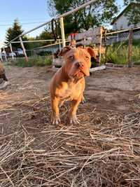 American bully pocket