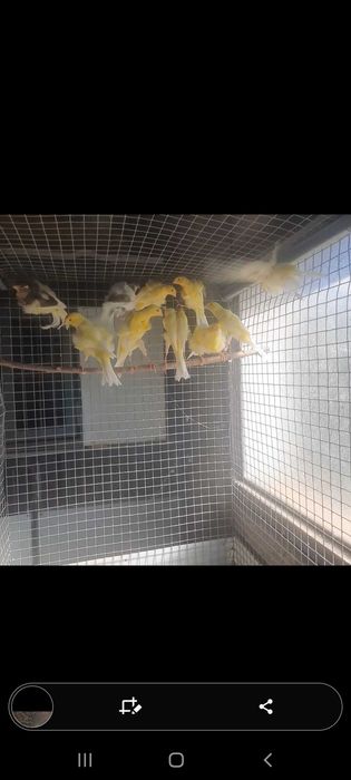 Canarios frisados do sul